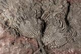 Silurian Fossil Crinoid (Scyphocrinites) Plate - Morocco #189909-2